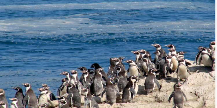 SEREMI del Medio Ambiente invita a la comunidad a proteger las aves costeras de Tarapacá