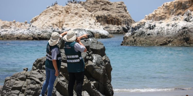 SAG eleva alerta e intensifica vigilancia ante el alarmante avance de la influenza aviar en el continente