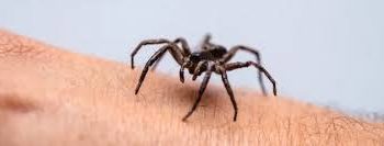 ¿Qué hacer ante una mordedura de araña de rincón? Expertos entregan recomendaciones que pueden salvar vidas
