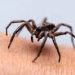 ¿Qué hacer ante una mordedura de araña de rincón? Expertos entregan recomendaciones que pueden salvar vidas