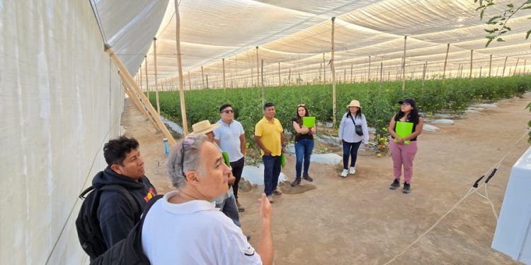 Conocerán en España usos de insectos benéficos para producción agrícola sin pesticidas