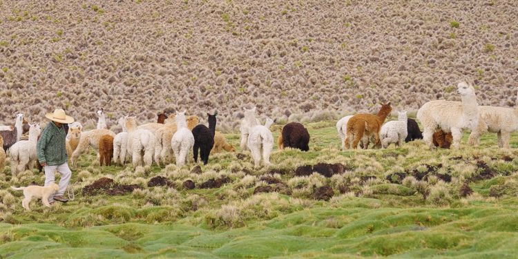 Apoyarán a 30 ganaderos a mejorar producción a través de proyecto colaborativo