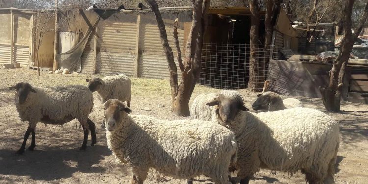 Declaración de Existencia Animal del SAG ahora podrá realizarse durante todo el año