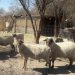 Declaración de Existencia Animal del SAG ahora podrá realizarse durante todo el año
