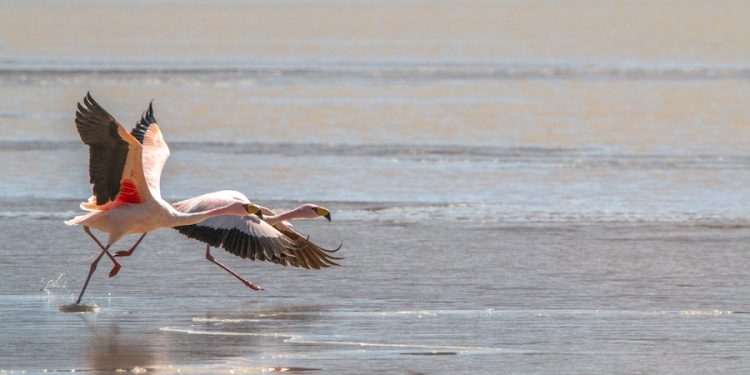 Cerca de 2 mil 500 flamencos habitan las áreas altoandinas protegidas de la región de Tarapacá