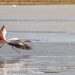 Cerca de 2 mil 500 flamencos habitan las áreas altoandinas protegidas de la región de Tarapacá