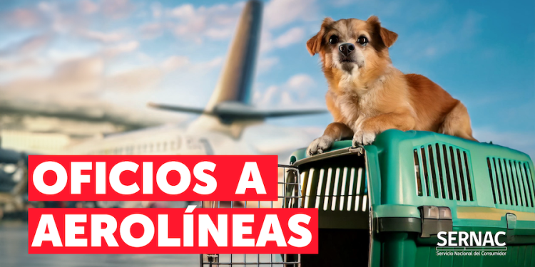 ¿Qué pasa con las Aerolíneas y el traslado de mascotas? Sernac oficia a empresas para conocer protocolos y servicios asociados