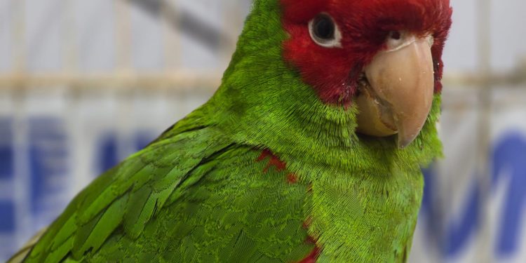Aduanas rescata a loro de máscara roja en Avanzada El Loa