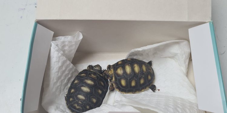 Aduanas rescata dos tortugas terrestres bebés