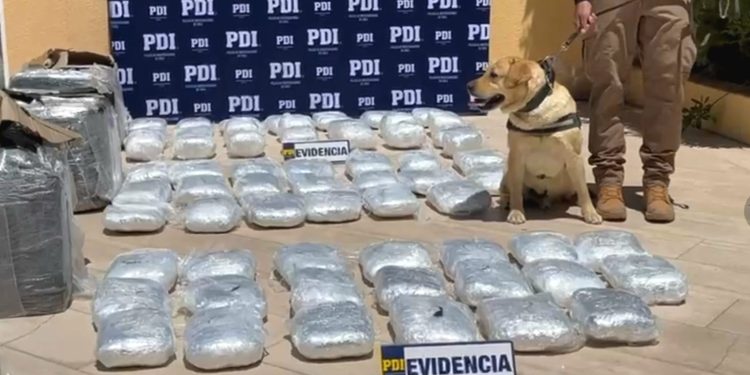 Can de la PDI detecta cargamento de cannabis en empresa de encomiendas en Calama
