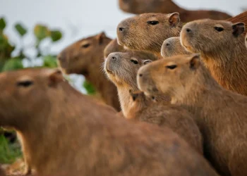 Capibaras, lo que debes saber de los roedores más grandes del mundo
