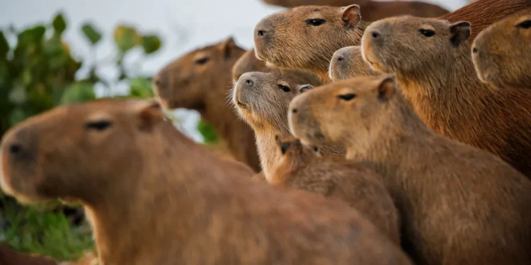 Capibaras, lo que debes saber de los roedores más grandes del mundo