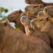 Capibaras, lo que debes saber de los roedores más grandes del mundo
