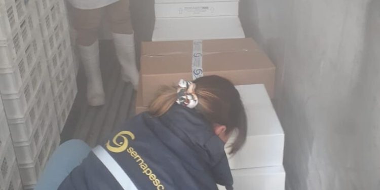 Incautan cerca de dos toneladas de pulpo del norte sin acreditar origen legal en Iquique