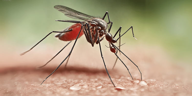 Claves para prevenir y manejar picaduras de insectos este verano