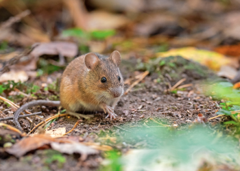 Virus Hanta: Estos son los síntomas a los que debes estar atento