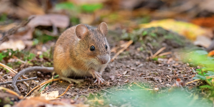 Virus Hanta: Estos son los síntomas a los que debes estar atento