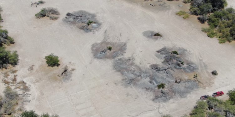 Condenan a pago de multa y obligación de reforestar a infractor por corta y quema de tamarugos