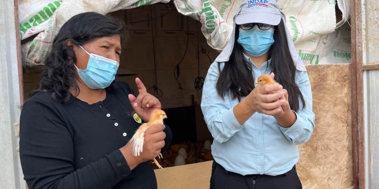 INDAP fortalece emprendimiento avícola en La Tirana