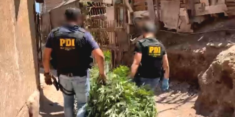 PDI detiene en flagrancia a colombiano por plantación de marihuana en vía pública