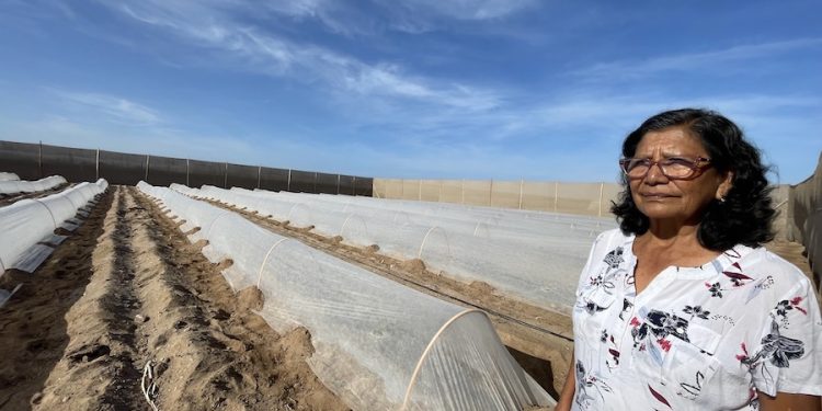 Aplicará tecnología para optimizar uso hídrico en la producción intensiva de papayas