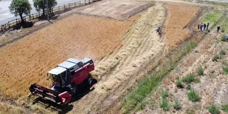 Kauke: La primera trilla de alfalfa chilena marca un hito en la producción forrajera