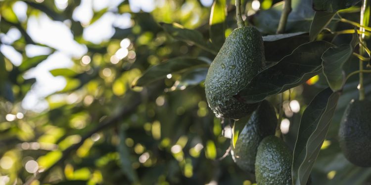 Chile refuerza el liderazgo en consumo de paltas a nivel mundial con 8,6 kilos por persona al año 