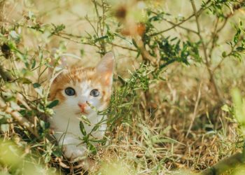 Tenencia responsable de gatos