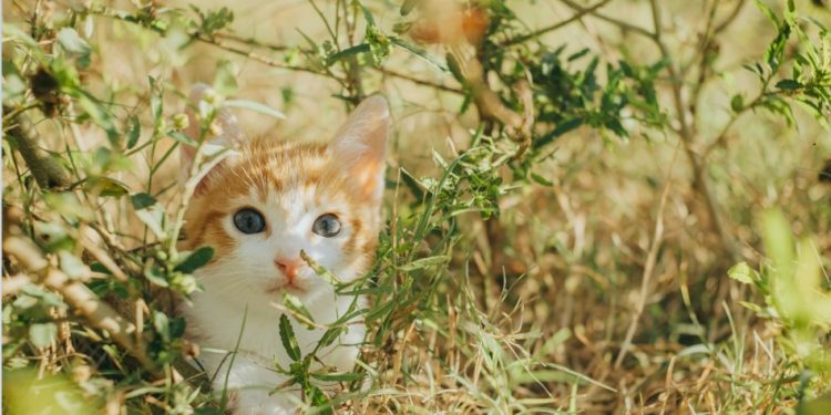 Tenencia responsable de gatos
