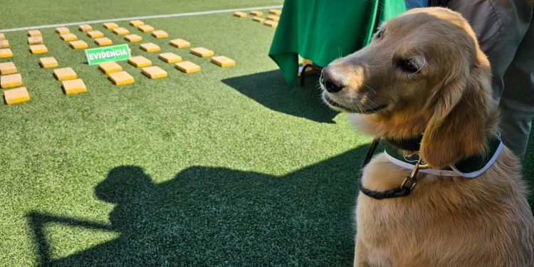 Imputados trasladaban 100 kilos de drogas ocultos en la estructura de un vehículo