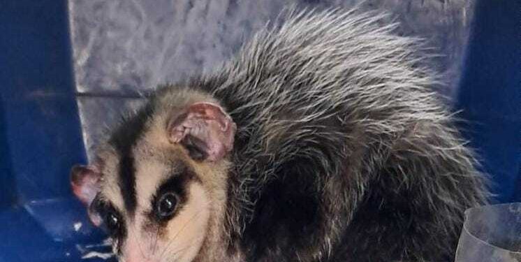 SAG Tarapacá rescata comadreja sudamericana en Iquique y coordina su retorno a Bolivia