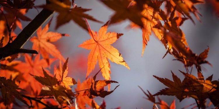 ¿Por qué las estaciones del año ya no son tan marcadas como antes?