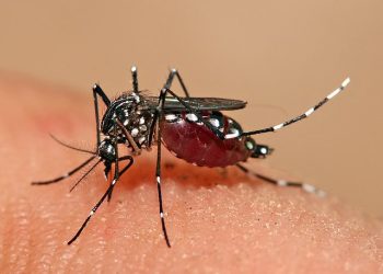 SEREMI de Salud informa hallazgo de huevos sospechosos de Aedes aegypti: se espera confirmación del ISP y se refuerza llamado a la prevención