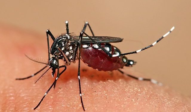 SEREMI de Salud informa hallazgo de huevos sospechosos de Aedes aegypti: se espera confirmación del ISP y se refuerza llamado a la prevención