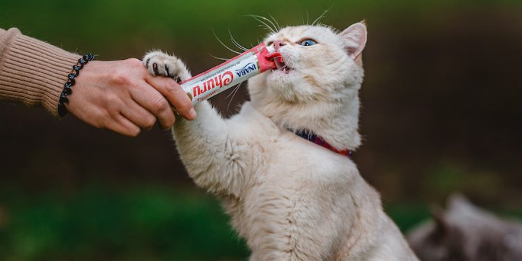 Mitos y verdades de gatos y perros ¿Cómo entenderlos?