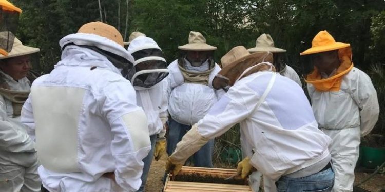 Universidad de Chile lanza manual apícola con claves botánicas para una producción sustentable de miel