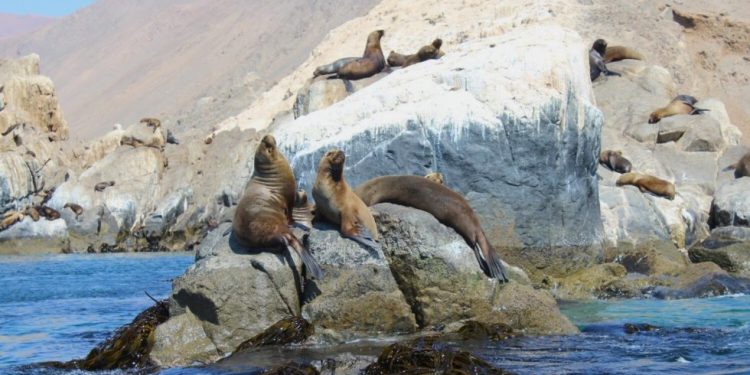 Ratifican declaración del Área Marina Costera Protegida de Múltiples Usos “Mar de Pisagua”
