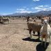 Avance del Plan Camélido en Tarapacá: Fortaleciendo la ganadería local desde el aprendizaje