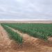 Seminario destacó tecnologías para optimizar el agua de riego y avances para diversificar cultivos en el desierto