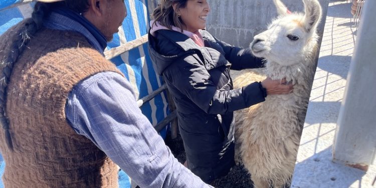 Se capacitaron en amansamiento y adiestramiento de llamas con fines turísticos