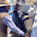 Se capacitaron en amansamiento y adiestramiento de llamas con fines turísticos