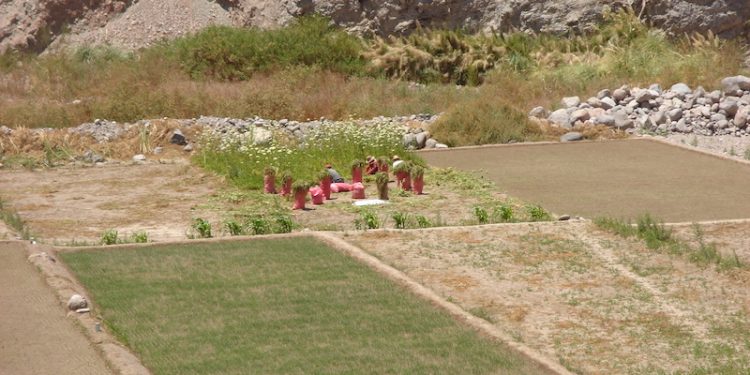 Ministerio de Agricultura invita a jornada gratuita y virtual “Tecnologías para reducir los riesgos en el Agro”