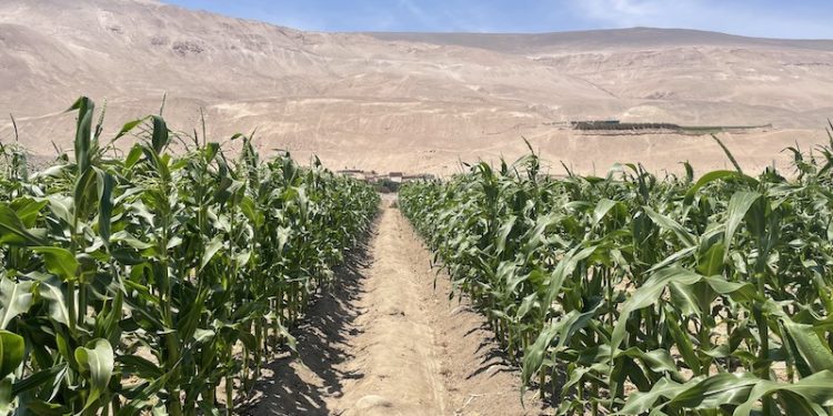 Se viene evento de 3 días enfocado en los desafíos de la agricultura en el desierto