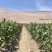 Se viene evento de 3 días enfocado en los desafíos de la agricultura en el desierto
