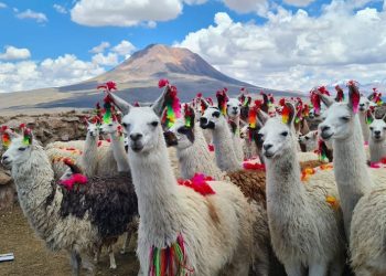 Tarapacá participa en el Segundo Encuentro Regional de Criadores de Camélidos Sudamericanos