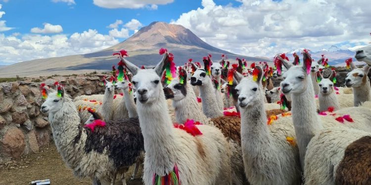 Tarapacá participa en el Segundo Encuentro Regional de Criadores de Camélidos Sudamericanos