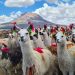 Tarapacá participa en el Segundo Encuentro Regional de Criadores de Camélidos Sudamericanos