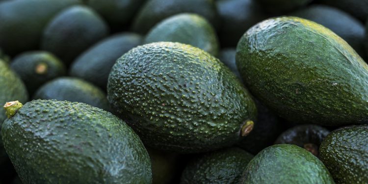 Temporada de palta chilena anota la mayor producción en 10 años