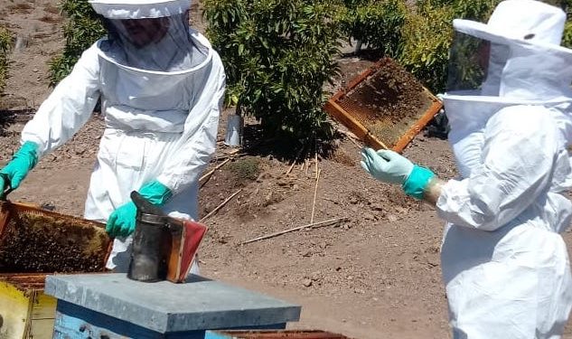 En el Día Mundial de las Abejas, SAG presenta guía sobre bienestar animal en la apicultura