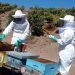 En el Día Mundial de las Abejas, SAG presenta guía sobre bienestar animal en la apicultura
